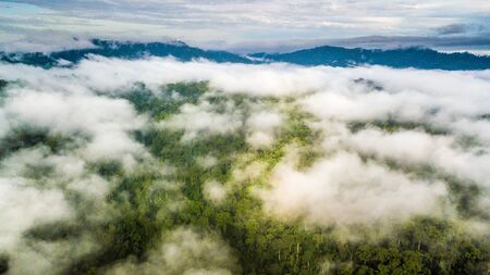 Morning misty rainforest in borneo