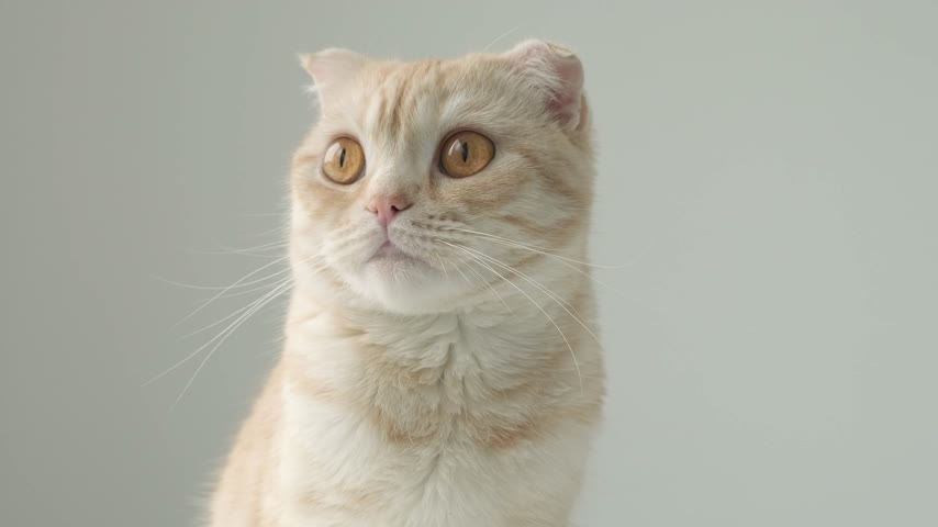 Portrait of Ginger tabby young cat breed Scottish Fold with big brown eyes on gray background. Domestic cute pet