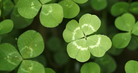 Panning across a field of clovers stopping on a lucky four leaf clover. Shamrock shape for lucky charm or St. Patrick's Day.